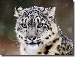 snowleopard
