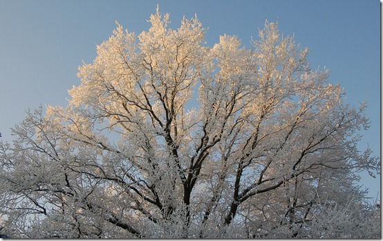 Free wallpaper 04 - winter